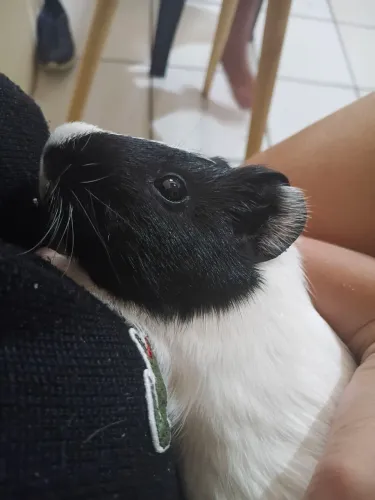 Porquinho da india