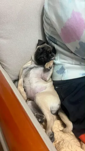 Pug 