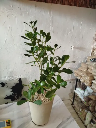Vende-se Plantas, ornamentais ! A pronta entrega