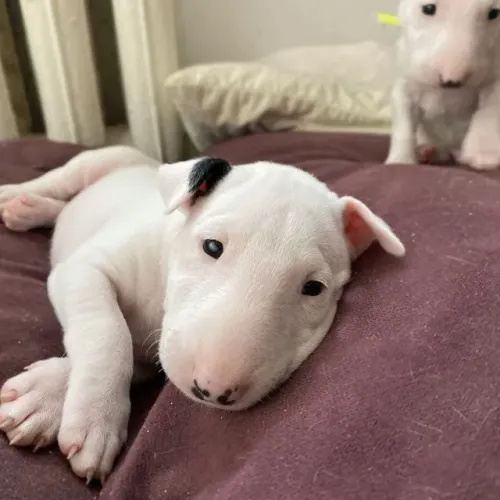 Escolha Um Filhote de Bull Terrier Cheio de Carisma