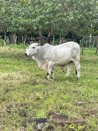 Bezerro