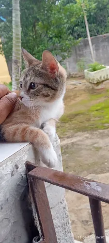 Gatinha tricolor pra adoção