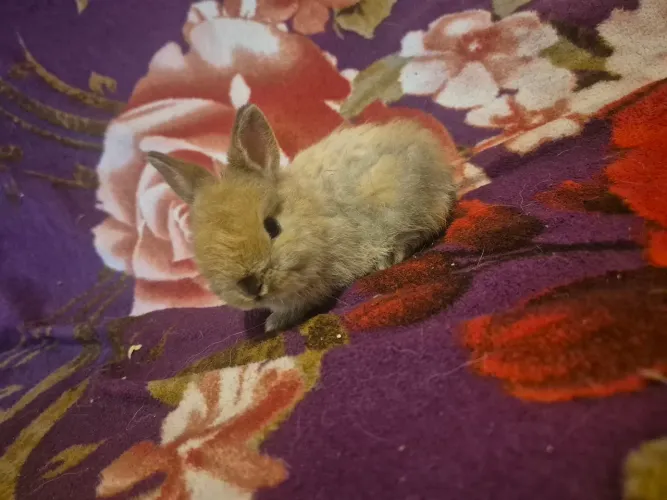 Vende-se mini coelhos 