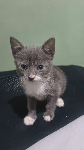 Gato 45 dias adoção
