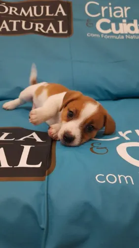 Jack Russel Terrier | Amor verdadeiro existe- Chama no WhatsApp