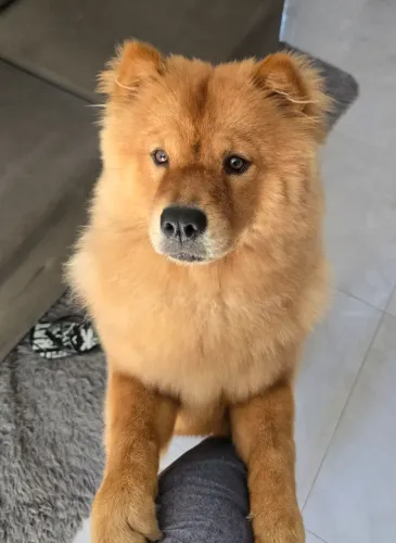 Chow chow fêmea procura namorado