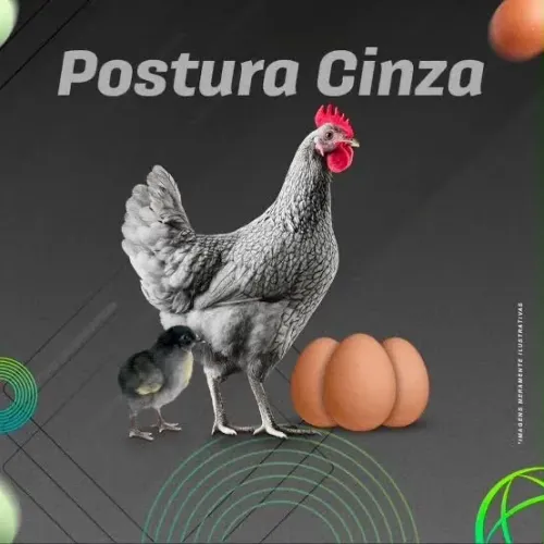 PINTINHOS NA PROMOÇÃO POSTURA CINZA