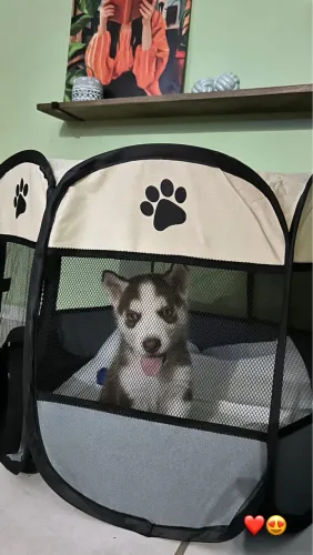 Vende-se Husky siberiano