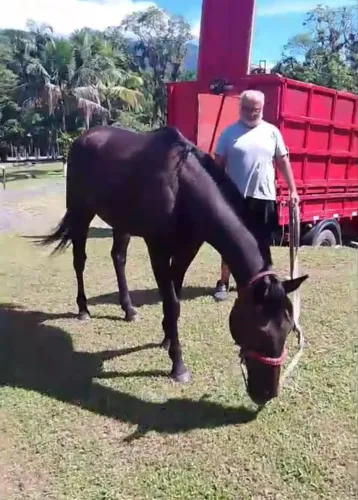 Cavalo quarto de milha dócil 