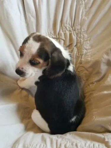 Beagle otima linhagem