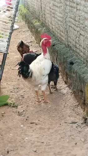 3 Galinhas caipiras