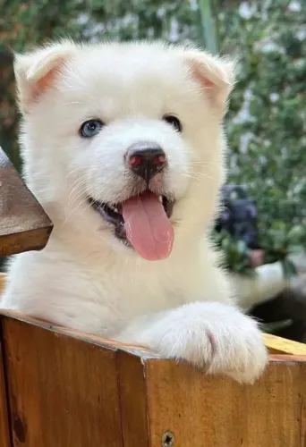 Husky siberiano ¿ tenha o seu filhote com total segurança 