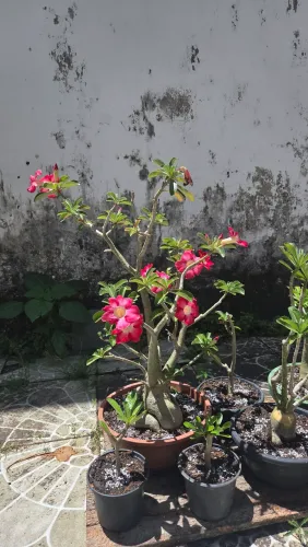 Vendo linda Rosa do Deserto. Contato *.