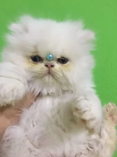 Gato Persa lindos filhotinhos com aparência diferenciada