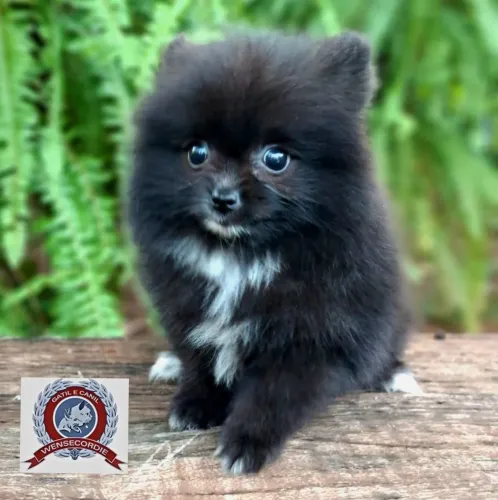 Filhote fêmea Mine Spitz Alemão