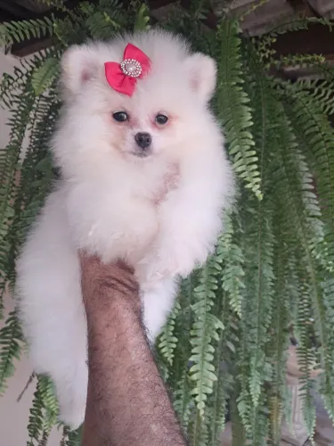 Lulu da pomerania verdadeiros ursinhos temos machinho e fêmeas