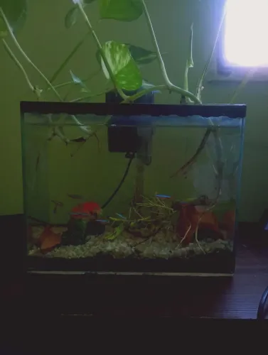 Aquário completo, com filtro, planta, decoração