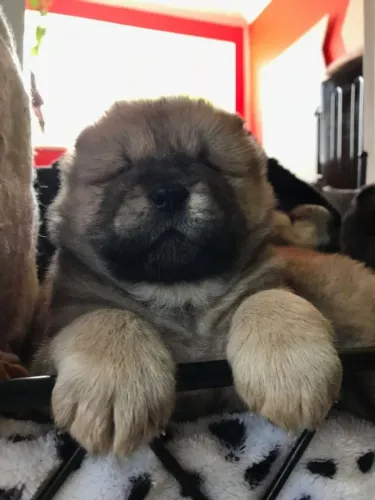 Chow Chow,Chow Chow Filhote Muito Amoroso e Dócil
