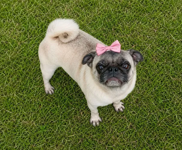 Linda pug adulta femia disponível não castrada 