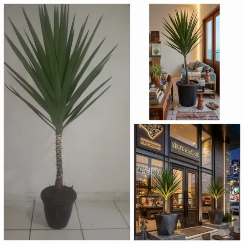 ? PLANTA YUCCA QUE DEIXA QUALQUER AMBIENTE COMERCIAL OU RESIDENCIAL SUPER CHIQUE! ?