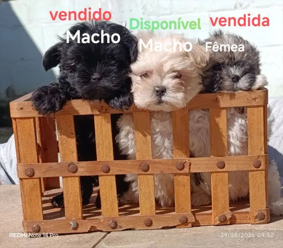 Filhotes Mal-Shi peludos - Leia o anúncio