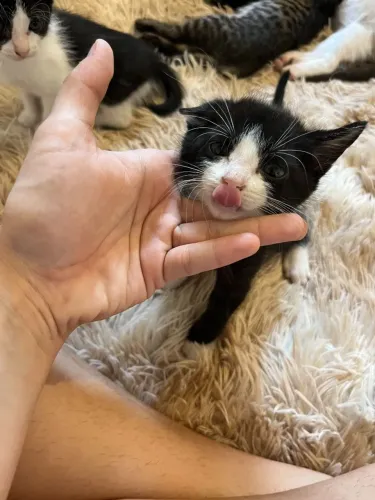 Adoção gatos gatinhos filhotes