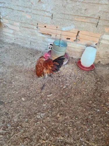 Casal de galinha serama