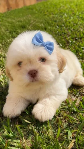 Filhote ds Shih tzu