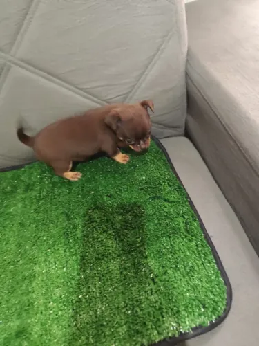 Chihuahua 