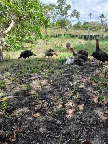 Frangos de peru