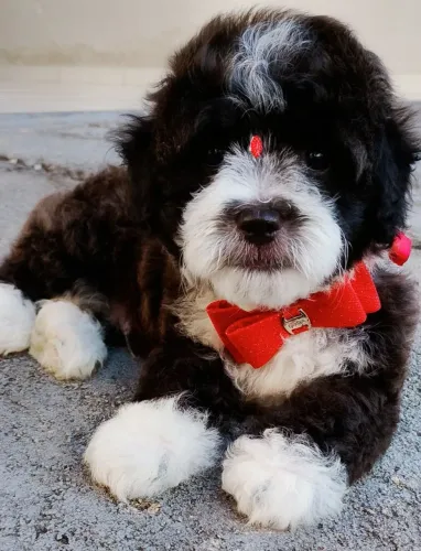 Poodle Toy Mini machinho