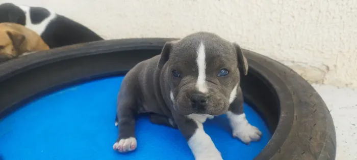 Vendo filhotes de American Bully pocket