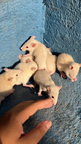 Ratinhos twister