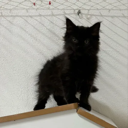 Maine Coon Fêmea Black Preta Preto Filhote Pedigree Gato Gigante