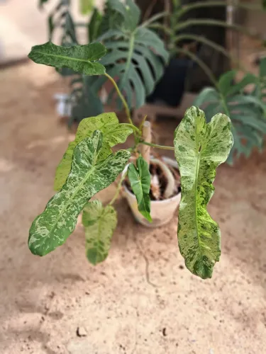Planta