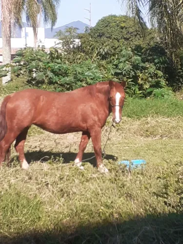Cavalo criolo