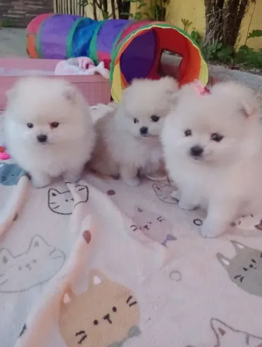Spitz micro, fêmeas Ursinhas Baby face em 10x com Pedigree e entrega.