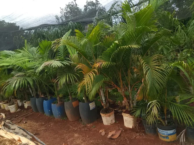 Temos todas palmeira a pronta entrega e preço justo