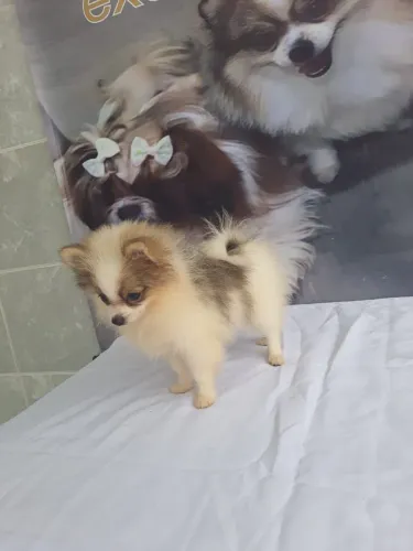 Cachorros 