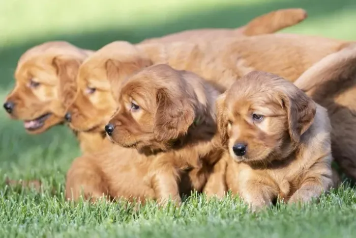 Golden retriever o melhor amigo da familia