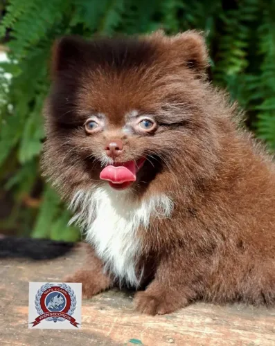 Filhote fêmea Micro Spitz Alemão