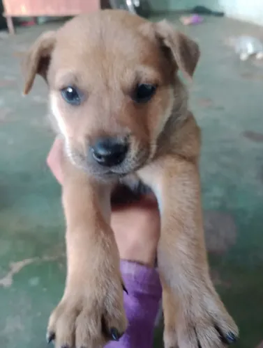 DOAÇÃO FILHO DE CHOW CHOW MACHO 