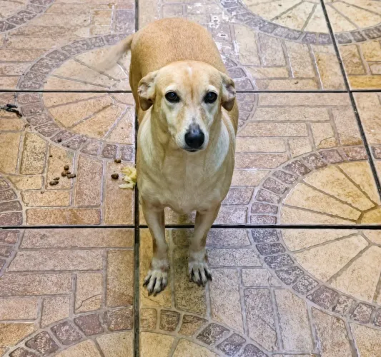 Doase cachorra