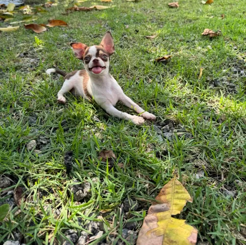 Chihuahua pelo curto macho