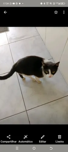 Gatinha muito carinhosa