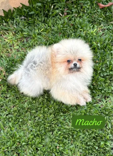 Spitz Alemão Filhote para Companhia