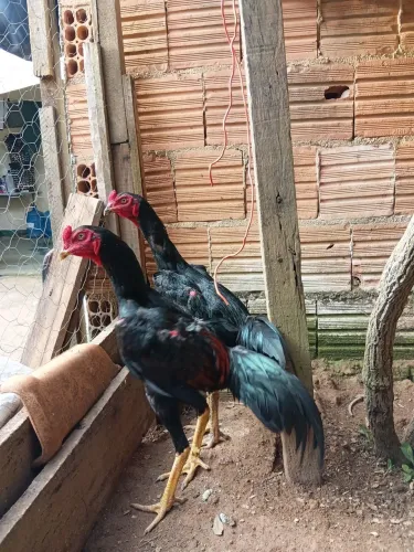 Frango mura