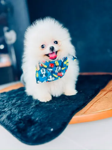 LULU DA POMERÂNIA EXCLUSIVO/ A PARTIR DE 1900