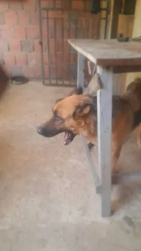 Vendo uma pastor alemão femia tem 3 anos