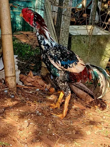 Vendo aves indio gigante